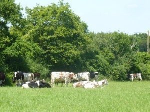 Sortie à la ferme de Drieno