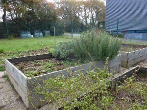 Potager de la rentrée