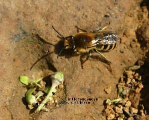 Les abeilles sauvages