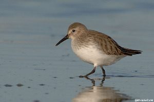 Marais salants – les oiseaux