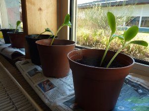 Semis de courgettes