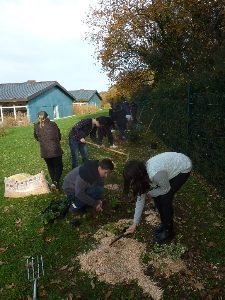 La haie du potager