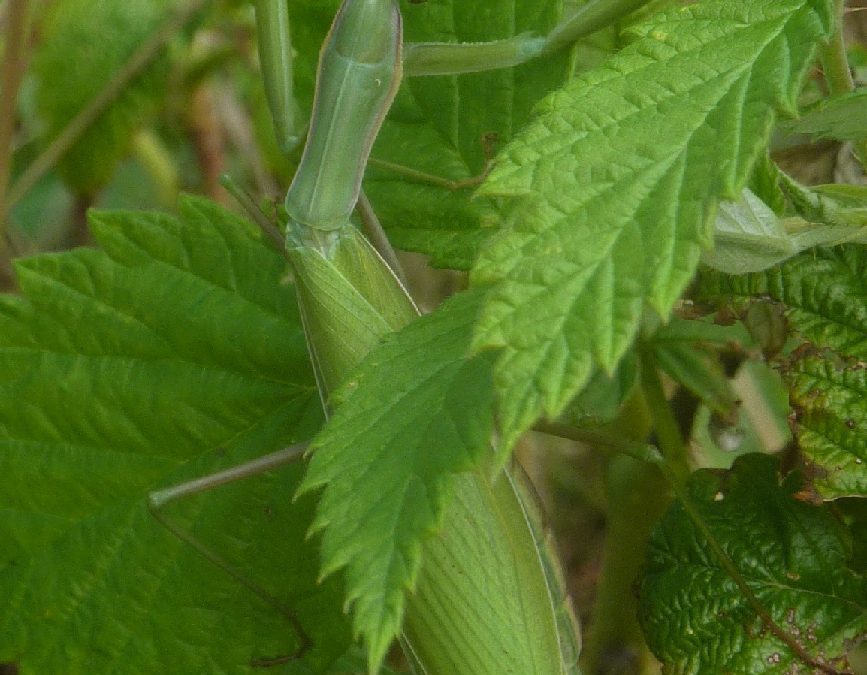 Le potager