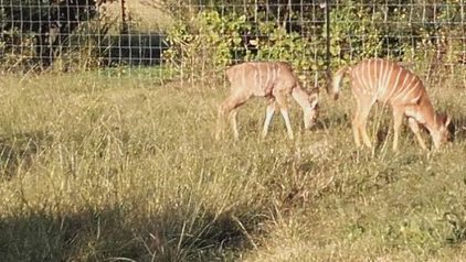 Conférence et visite d’une réserve animalière