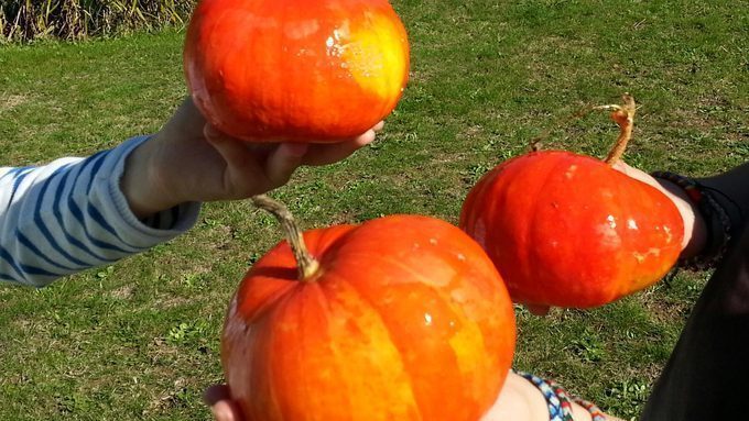 Cueillette automnale et observation des petits visiteurs du jardin.