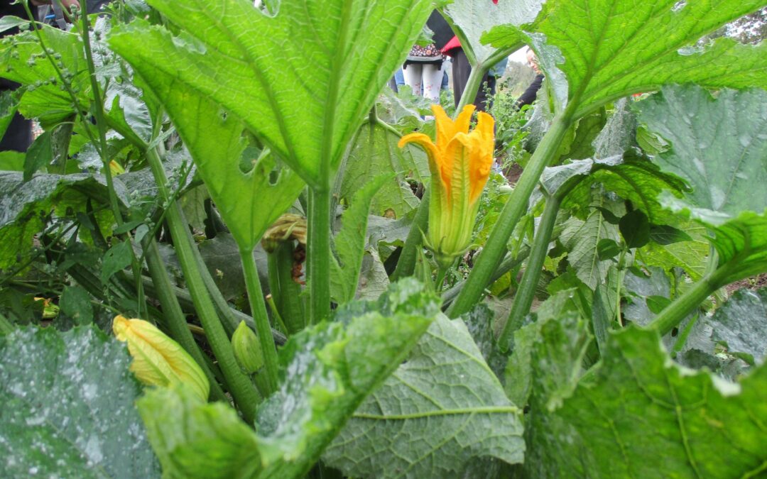 Visite d’une ferme bio en élevage et maraîchage