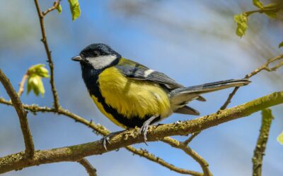 La biodiversité avec le club nature